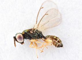 Chrysocharis prodice.jpg